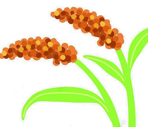 Acarol ( C x 4 x 5 lt )